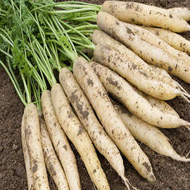 白色胡萝卜种子 白玉胡萝卜种子 蔬菜种子 萝卜种子 生吃 摘果汁