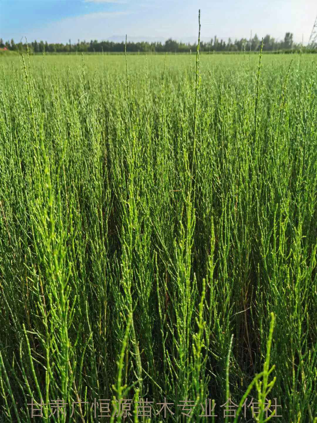 农户供应30-70公分梭梭树苗一炷香梭梭苗【无病虫】【办理检疫】