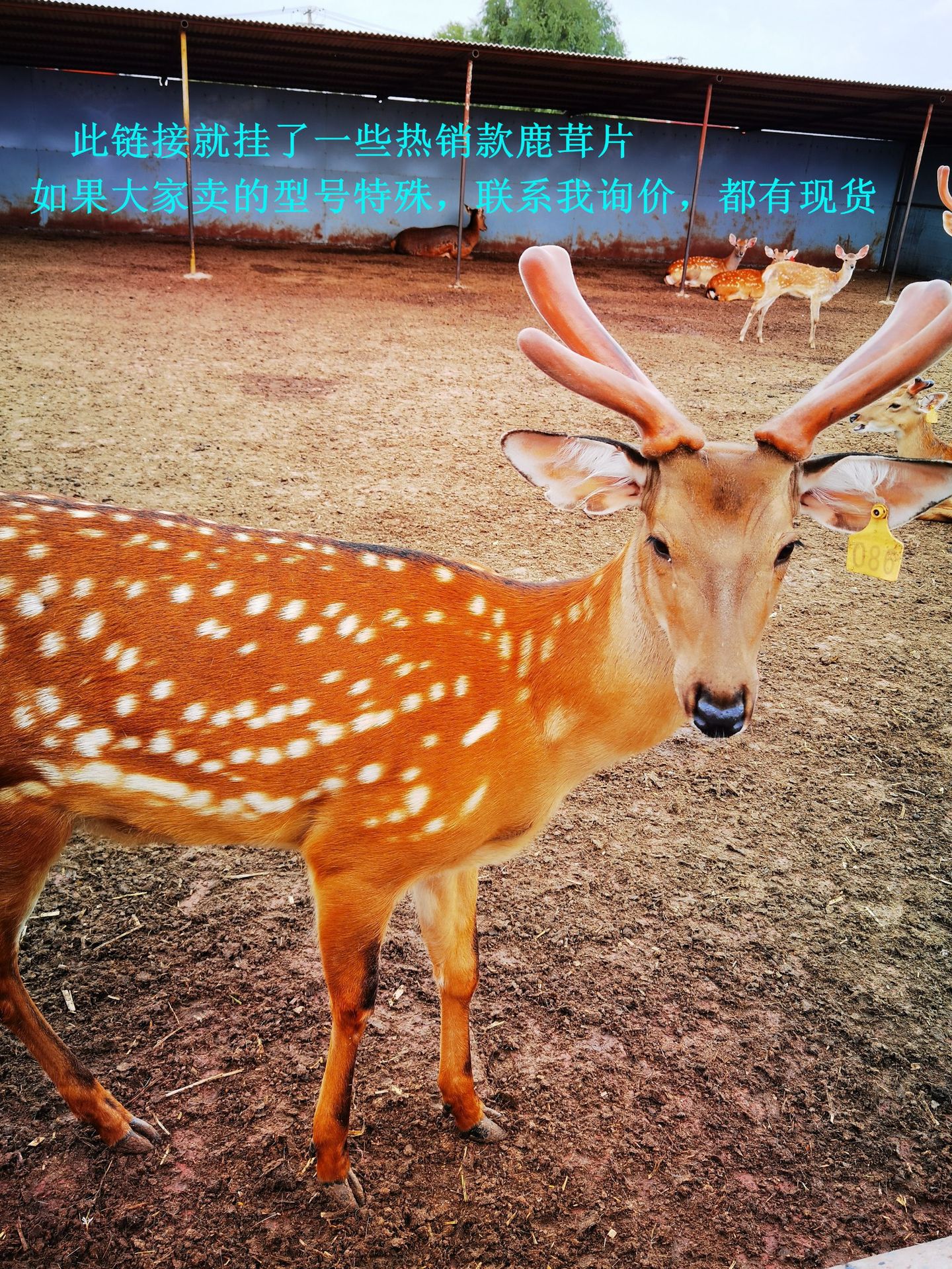 吉林鹿茸片梅花鹿鹿茸双阳鹿产品全腊片白粉片红粉片血片鹿场批发