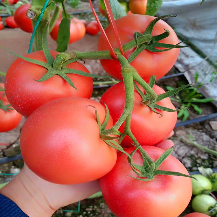 常年蔬菜种子批发 供应抗ty粉色西红柿毛粉柿子欧瑞种子
