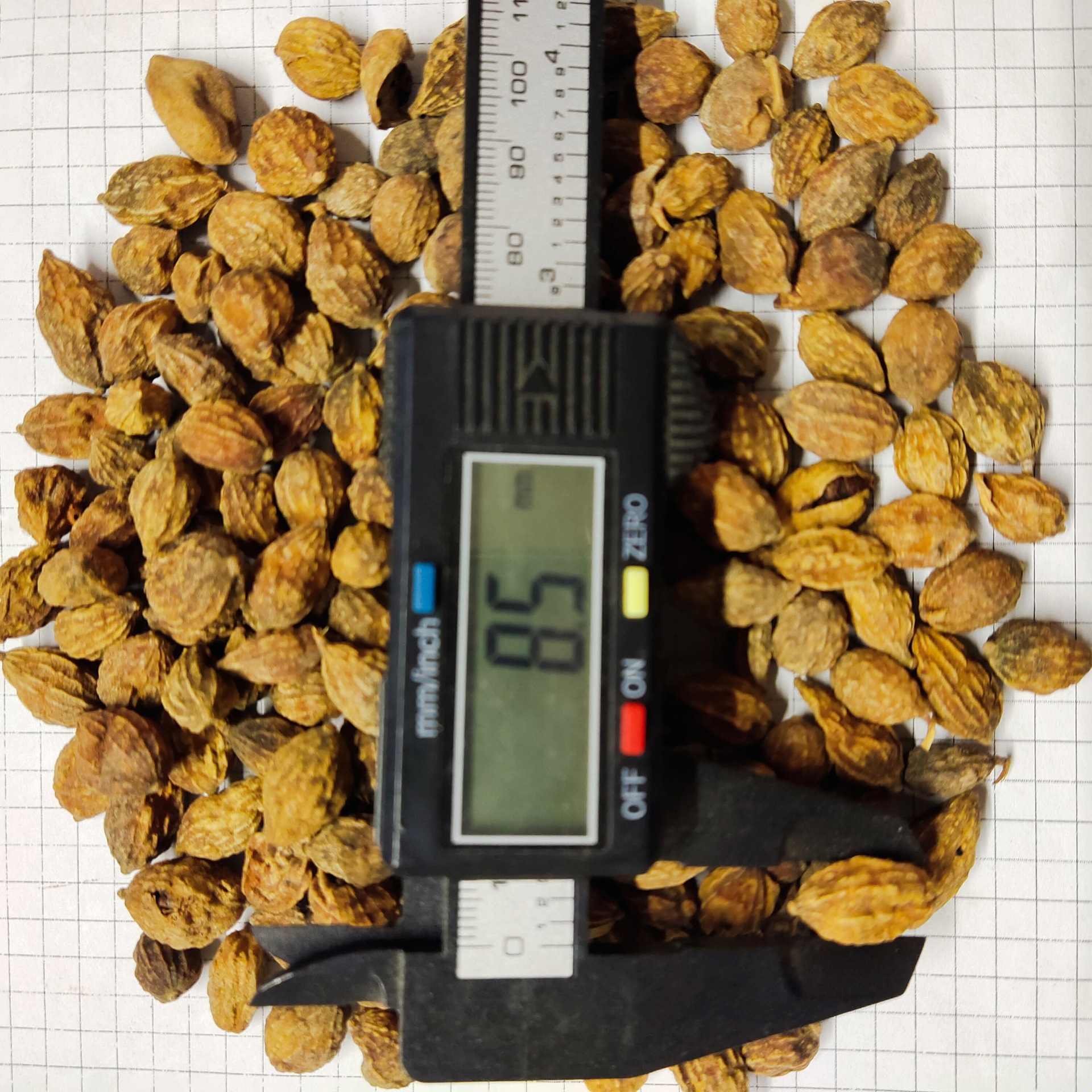 益智仁yizhiren 产地广东省阳春市 6月产新 40元每公斤包邮 益智