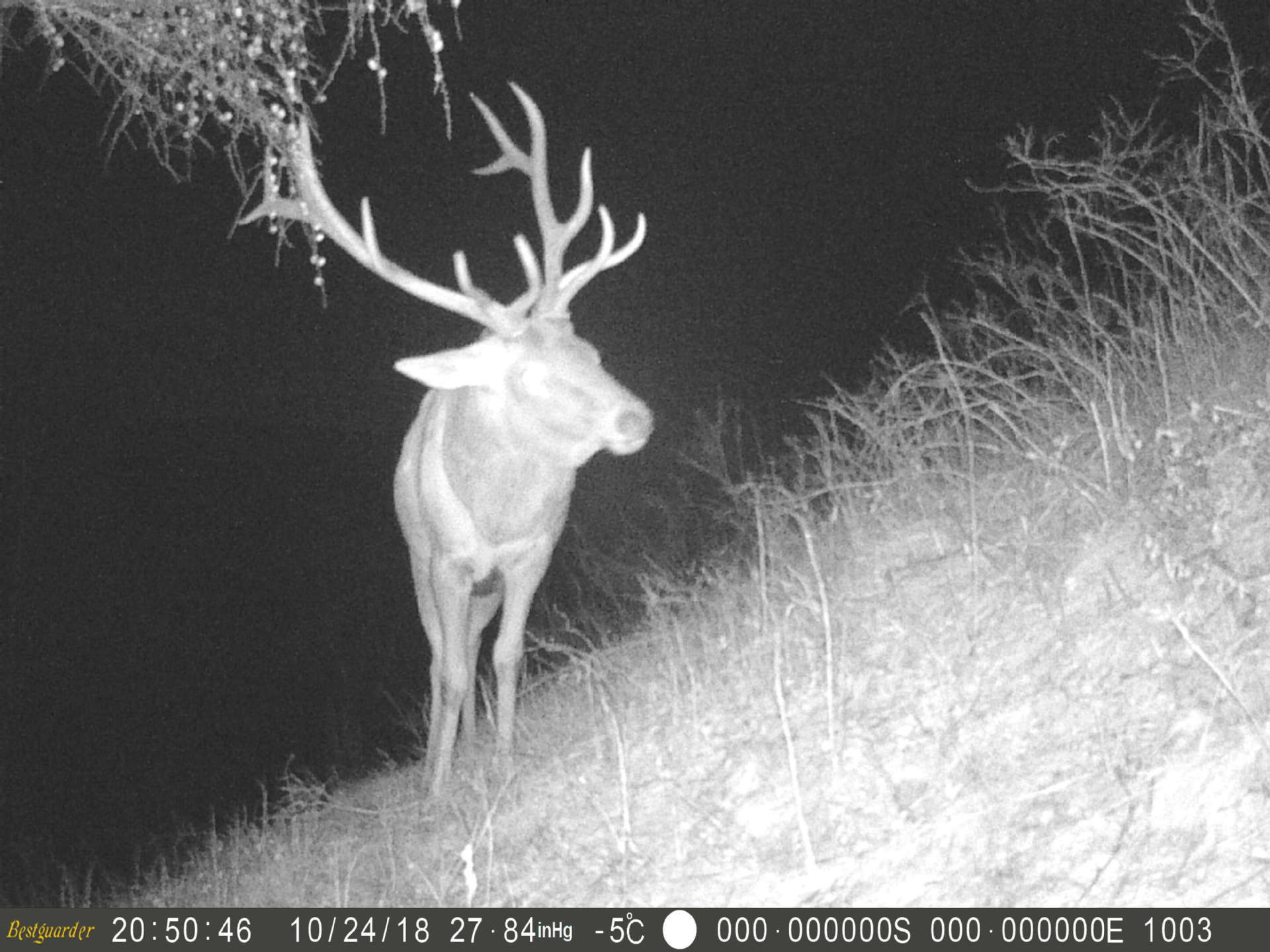 1200万像素高清野生动物红外监测相机 自动照相摄像夜视仪