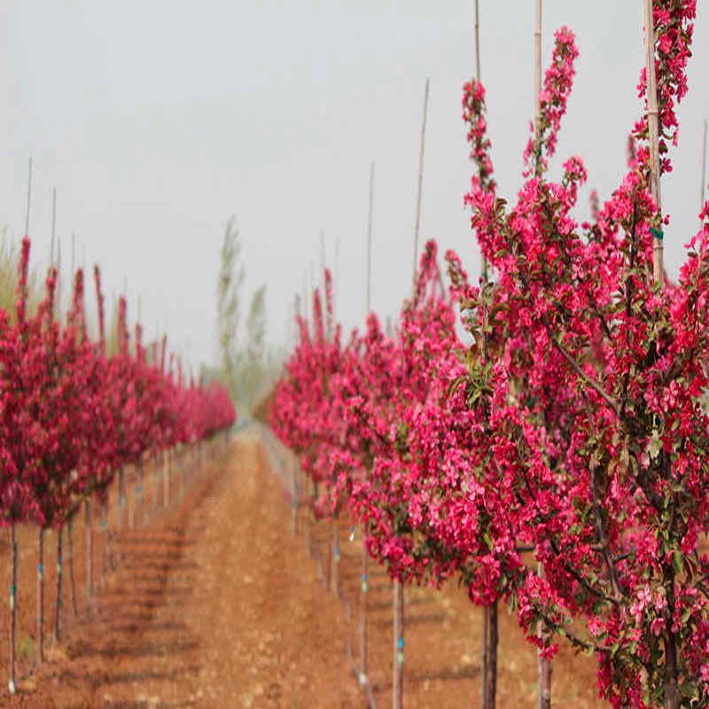 海棠花树苗庭院别墅花卉植物室内外花卉北美西府垂丝海棠绿化树苗