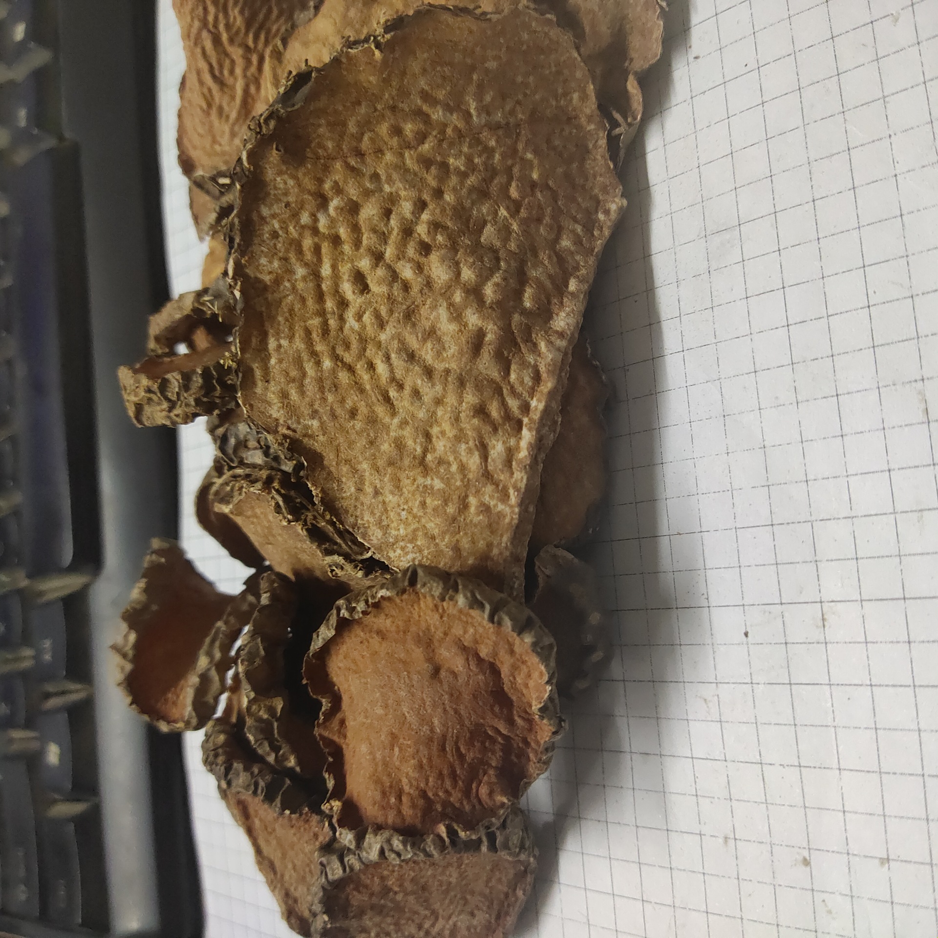 黄药子huangyaozi 产地甘肃礼县 10月产新 16元每公斤 包邮黄药