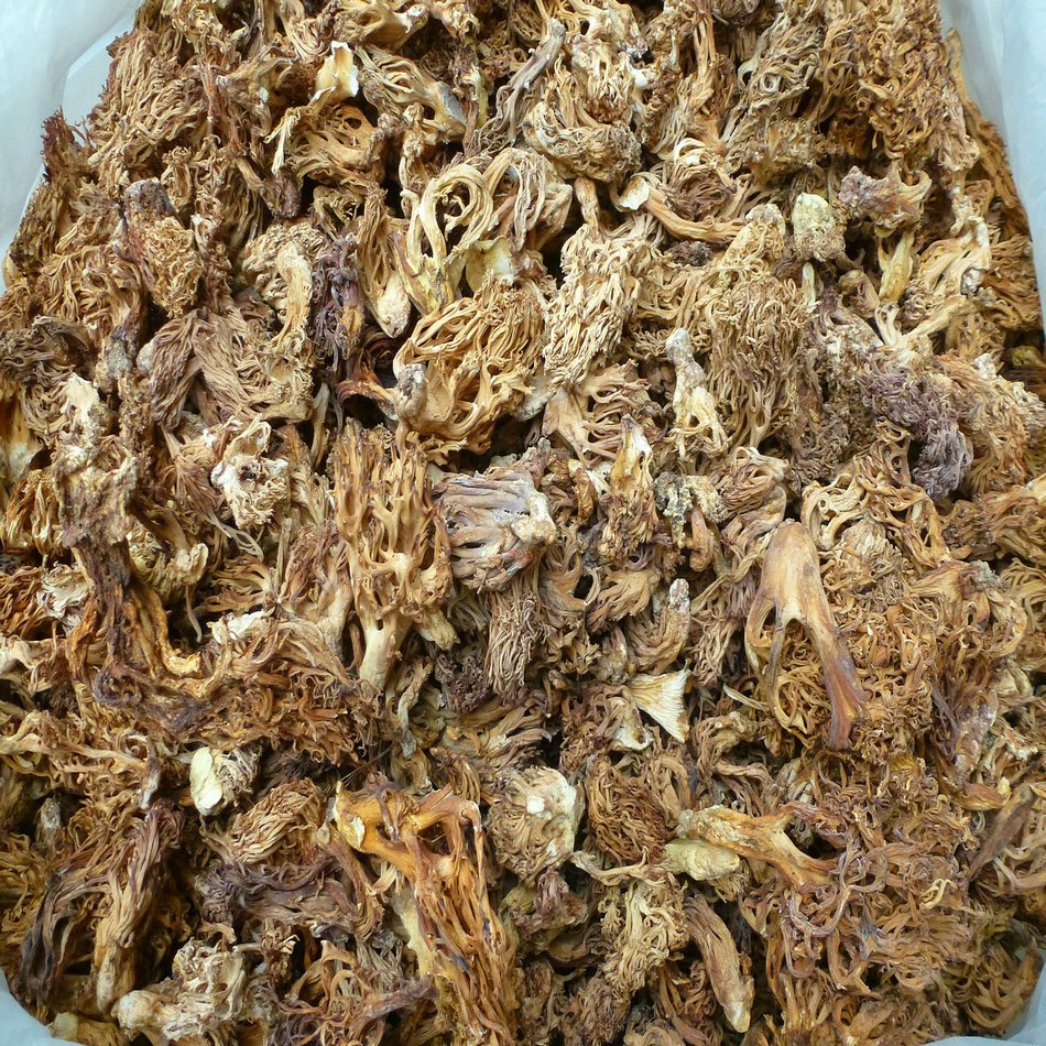 【裕菌隆】 珊瑚菌 刷把菌 扫把菌 酒店珊瑚菌 云南野生菌 特产