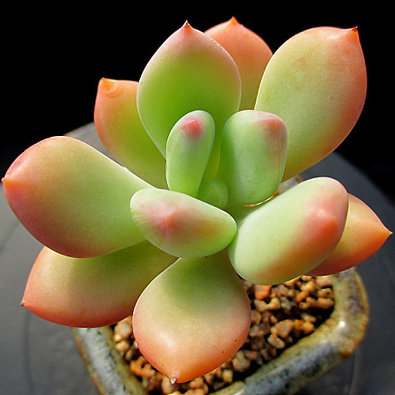 多肉植物丸叶红司办公室室内阳台桌面绿植园艺花卉组合盆栽萌肉肉