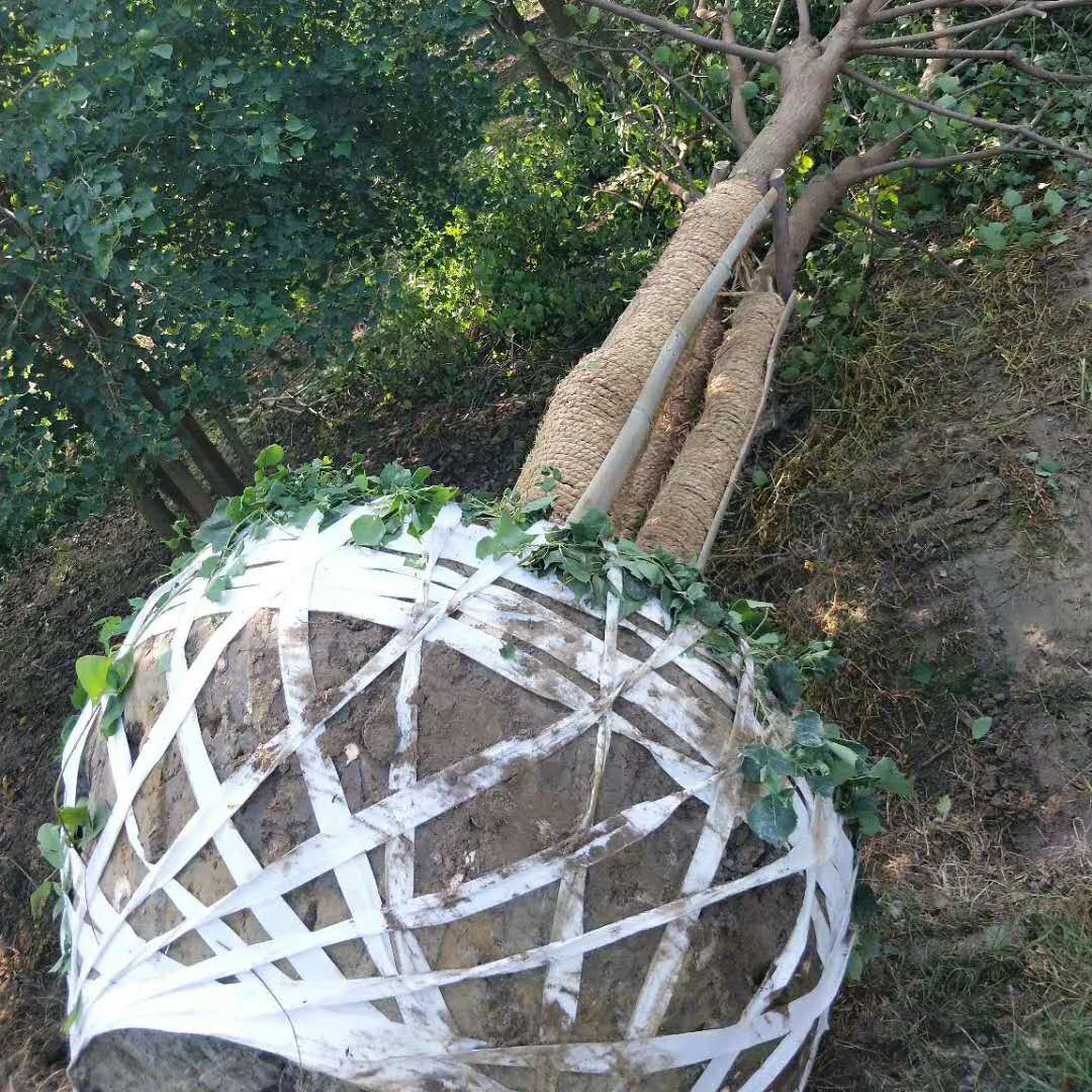 十堰供绿化树苗捆扎土球无纺布布条 2-7cm规格可定做白色布条