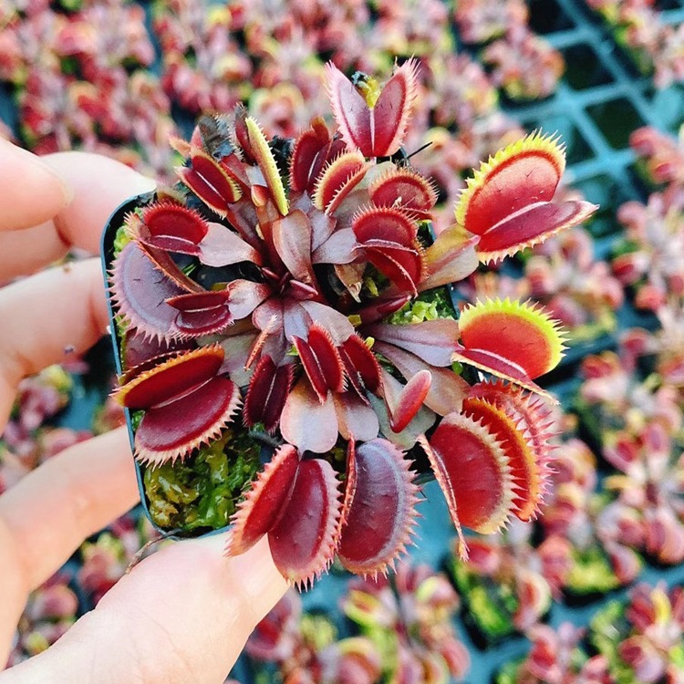 义乌市陈埠食品有限公司_阿里巴巴旺铺