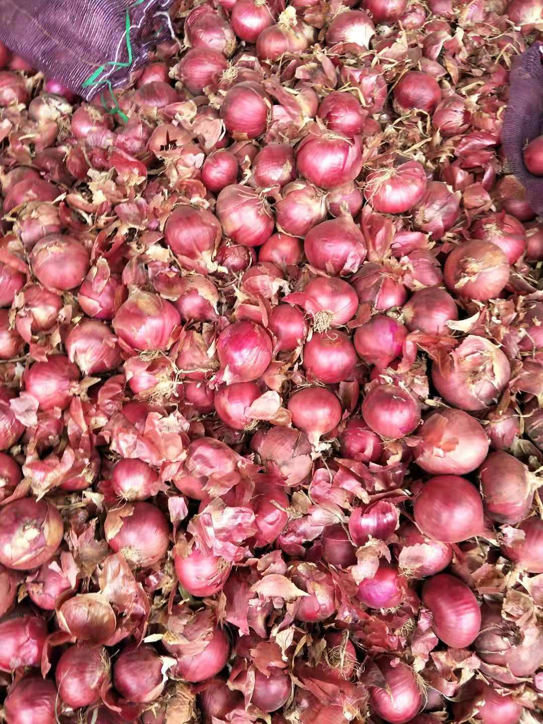 供应优质红皮洋葱