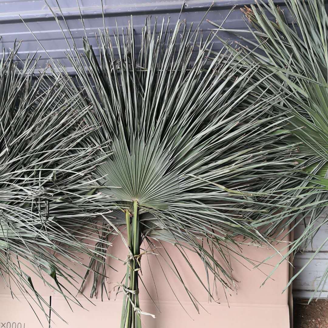 干花蒲扇叶 棕榈叶 婚庆造型 蒲葵软装空间设计 拍摄道具场景布置