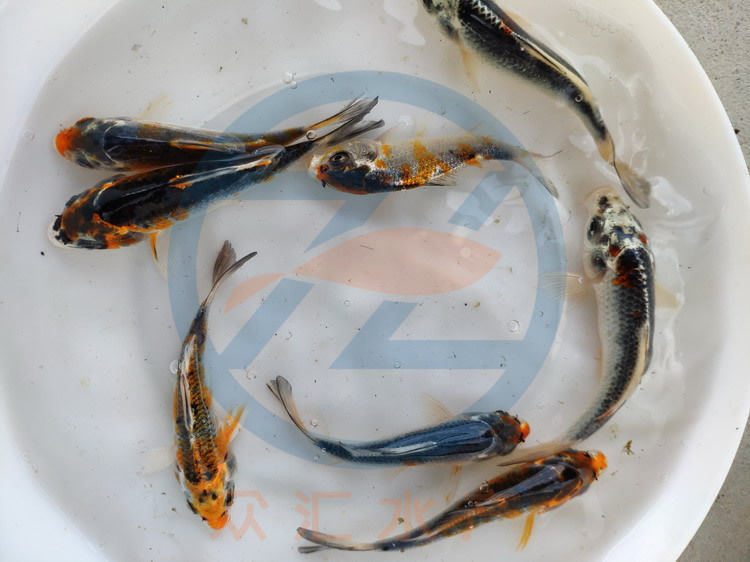 低价批发锦鲤鱼苗 日本锦鲤 红白锦鲤鱼苗 小草金鱼 淡水观赏鱼