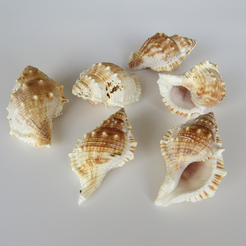 自然海螺贝壳短刺螺鱼缸水族箱造景装饰婚庆家居地台地中海橱窗