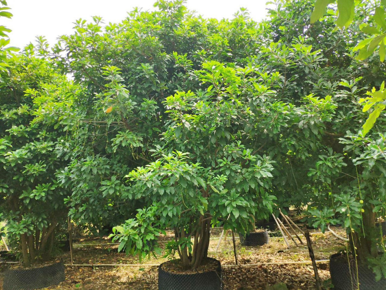 供应 从生红花玉蕊 多杆红花玉蕊 3-8米高 庭院 公园开花乔木