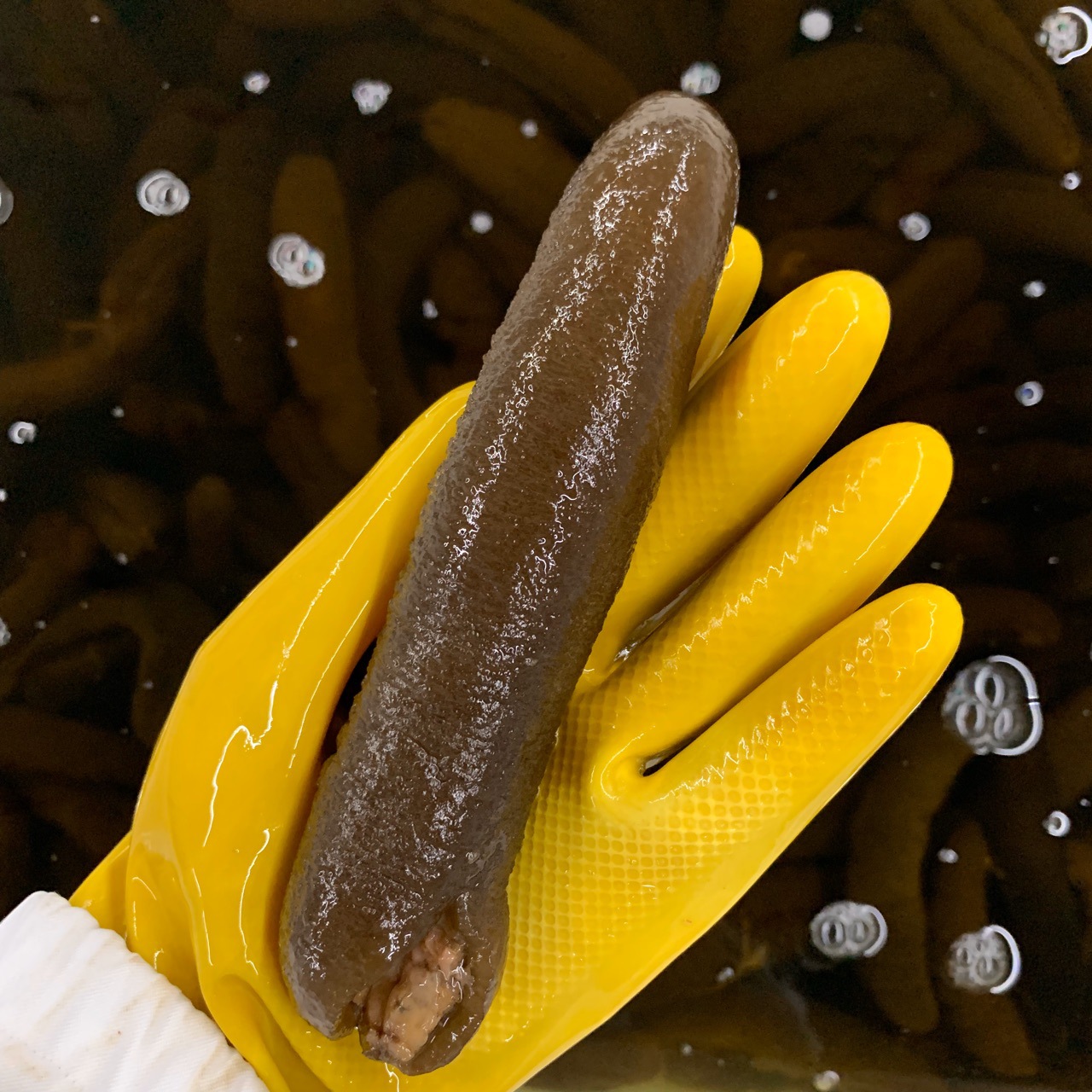 【工厂直销】南美黄玉大赤虫龙纹土耳耳白刺皇珍珠珠靴海参小龙胶