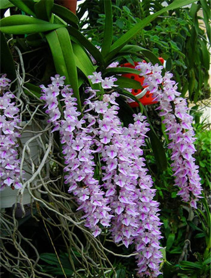 狐尾兰 花多附生兰花 盆栽盆景开花漂亮 很好养花卉植物绿植包邮