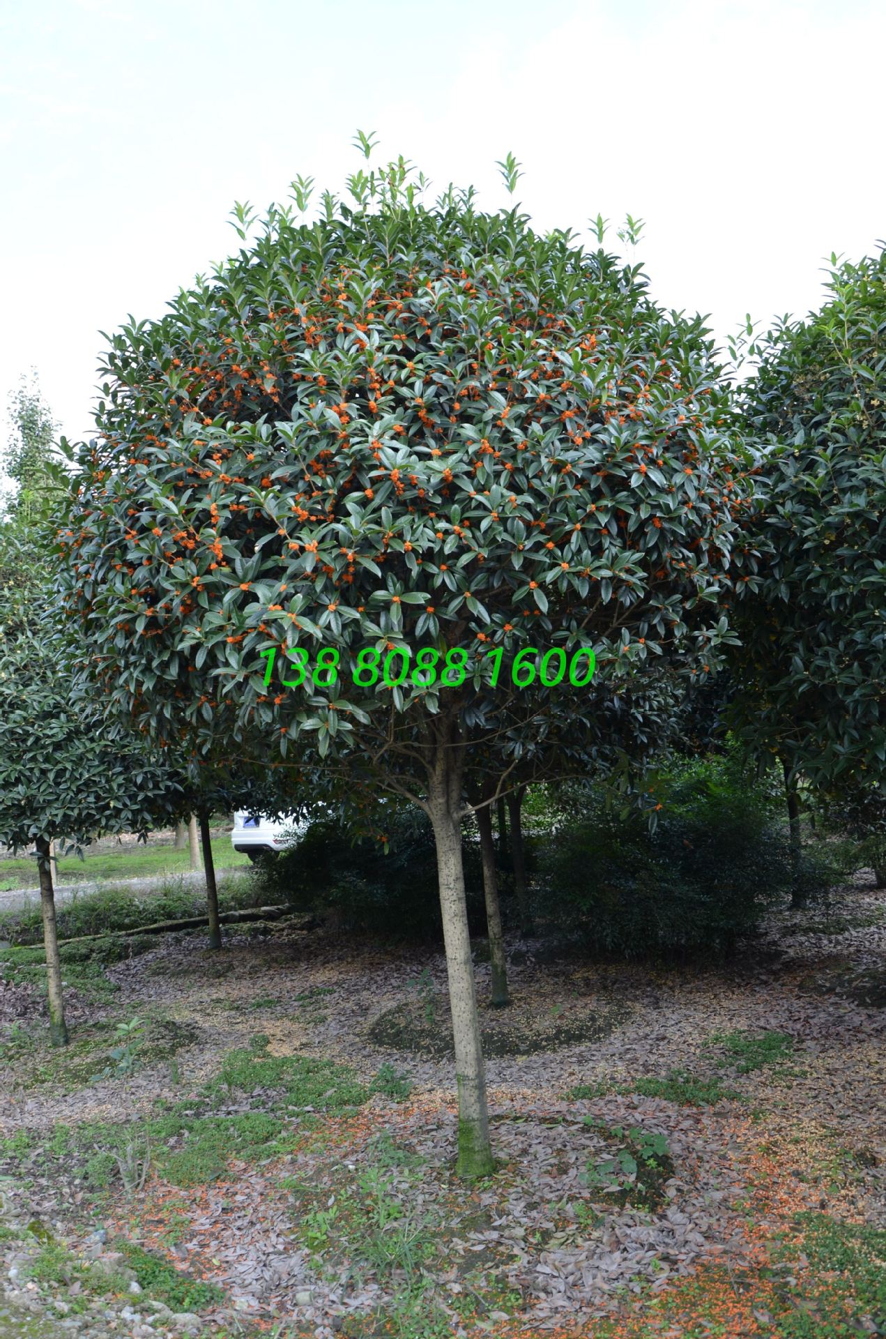 高杆长柄金桂,精品造型早红丹桂,丛生直杆状元红朱砂桂花树