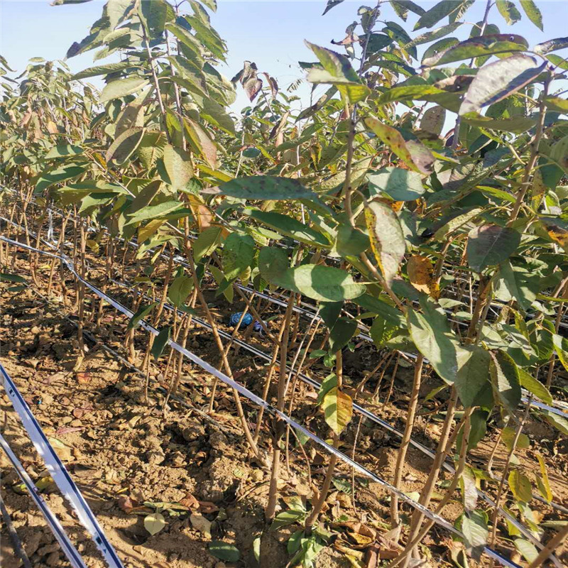 3公分樱桃苗 美早樱桃树苗 果实大 肉质酸甜可口 肥厚多汁