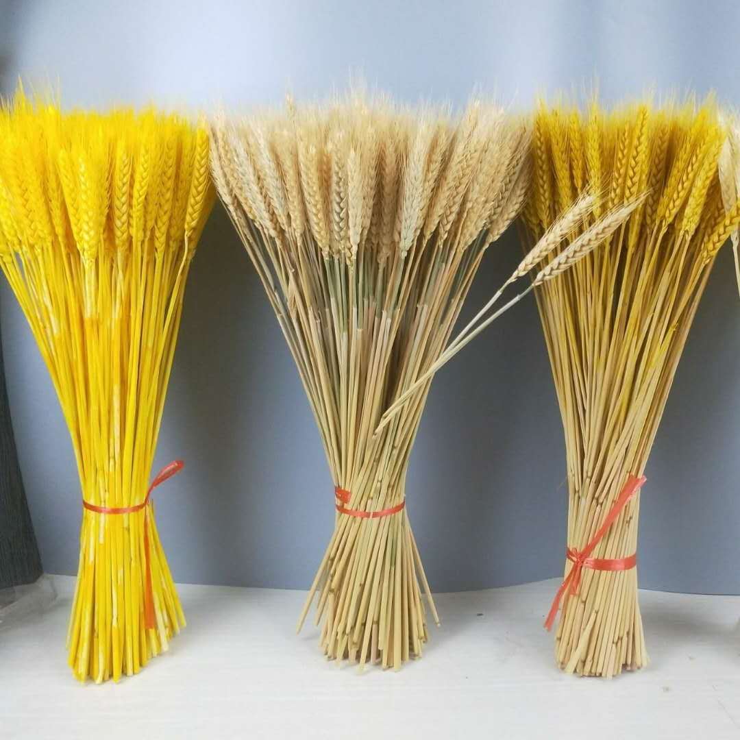 金黄色麦穗干花批发家居装饰拍摄大麦干花花束 干花麦穗