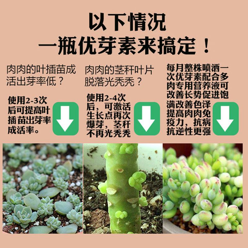 卡纳玛朵多肉植物优芽素爆侧芽细胞分裂素激素促花芽花卉生长素