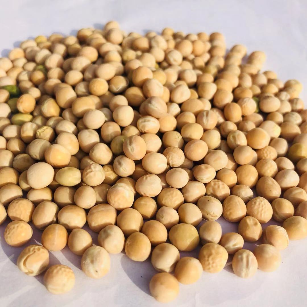 厂家供应白豌豆加拿大进口白豌豆饲料级量大从优欢迎洽谈鸽子饲料