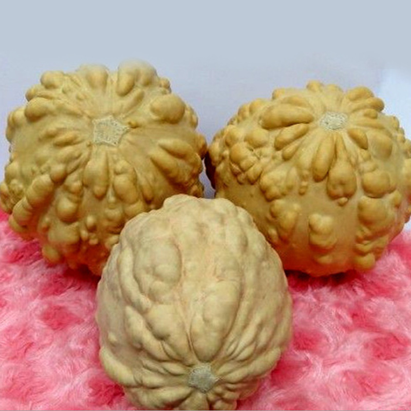 文玩手捻南瓜科盆栽庭院观赏八宝莲花头亚腰特小疙瘩葫芦种子籽