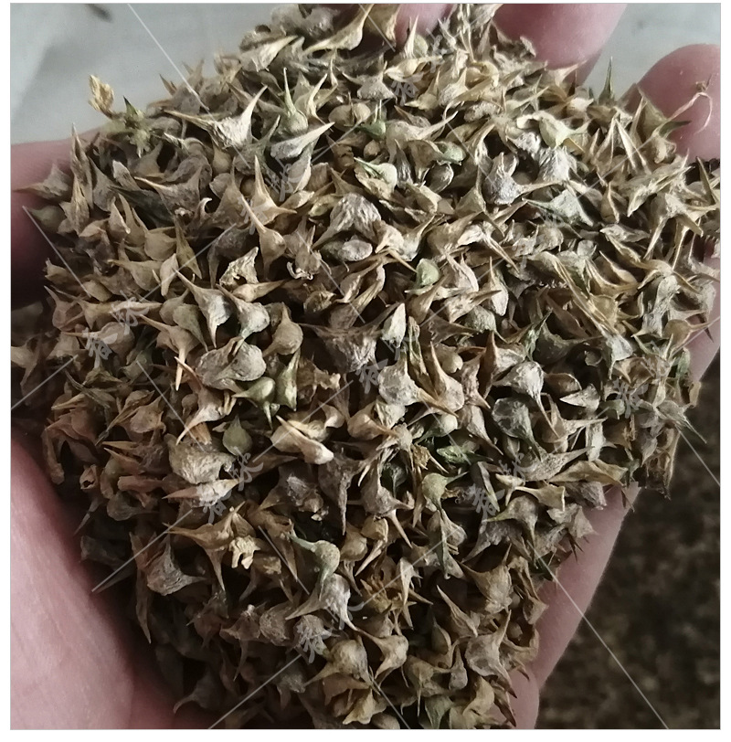 散装尖叶菠菜种子 500g 越冬菠菜种籽有刺耐寒大小叶菠菜蔬菜种子
