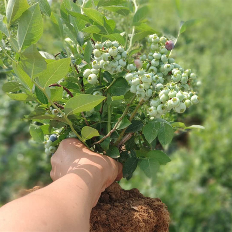 蓝莓树苗盆栽地栽 北高丛蓝莓 蓝丰蓝莓苗 蓝莓果树