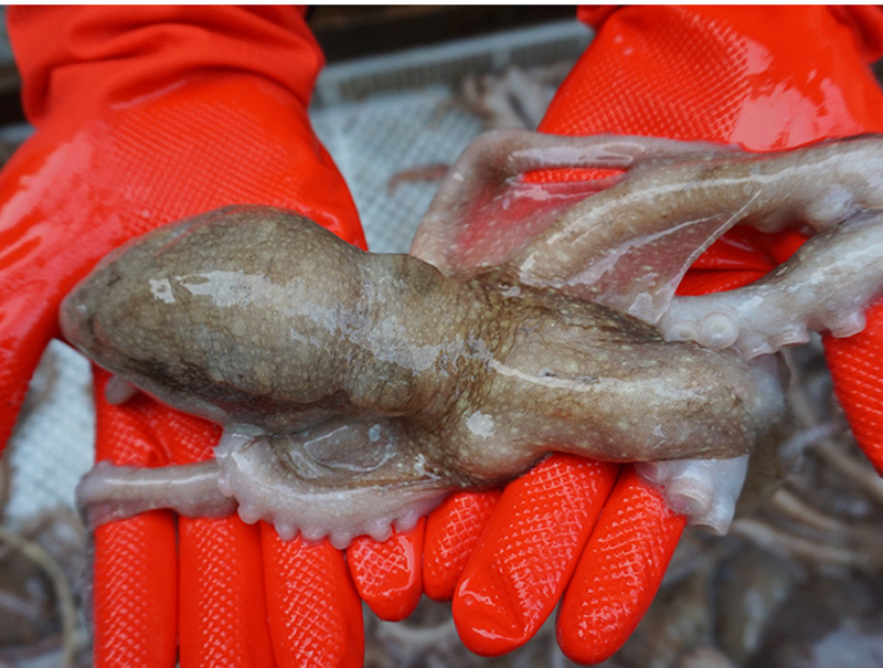 爆头八爪鱼鲜活 青岛 大章鱼海鲜水产网红快手长腿八爪鱼