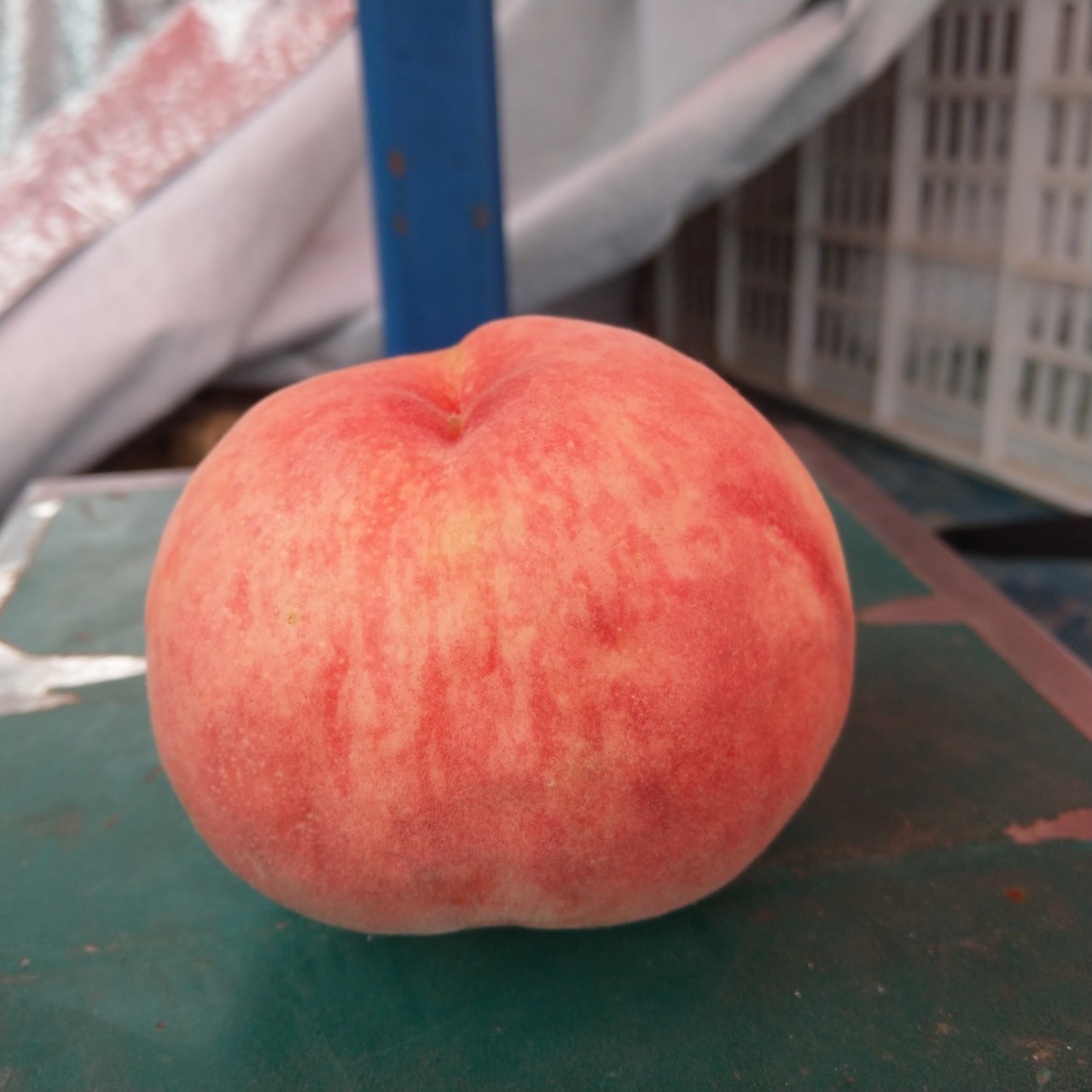 肥城特产 大肥桃 大红袍 绿色食品 原产地直销 果园直采 中央桃行