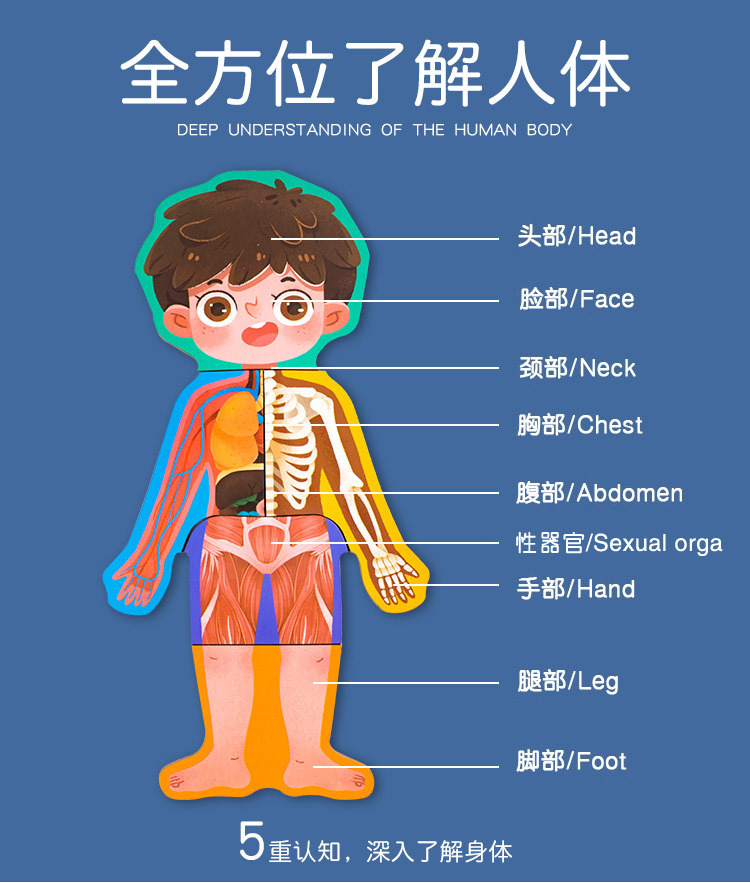 身体结构拼图人体认知拼图男孩女孩 儿童教育木制益智玩具0.41