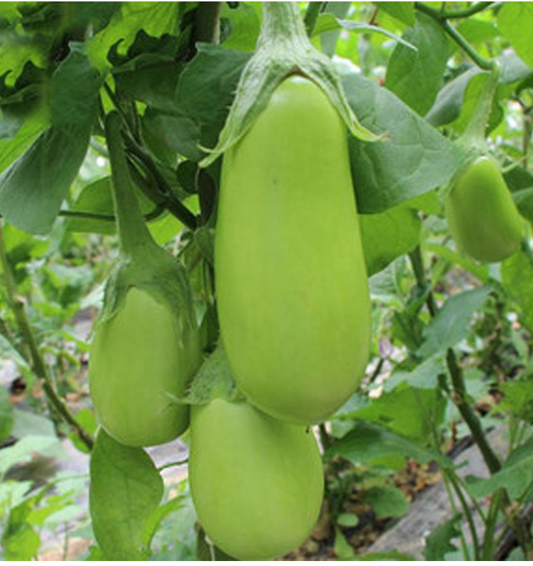 绿罐茄种子茄子种籽青茄子绿皮耐寒春季秋菜种子高产四季蔬菜种孑