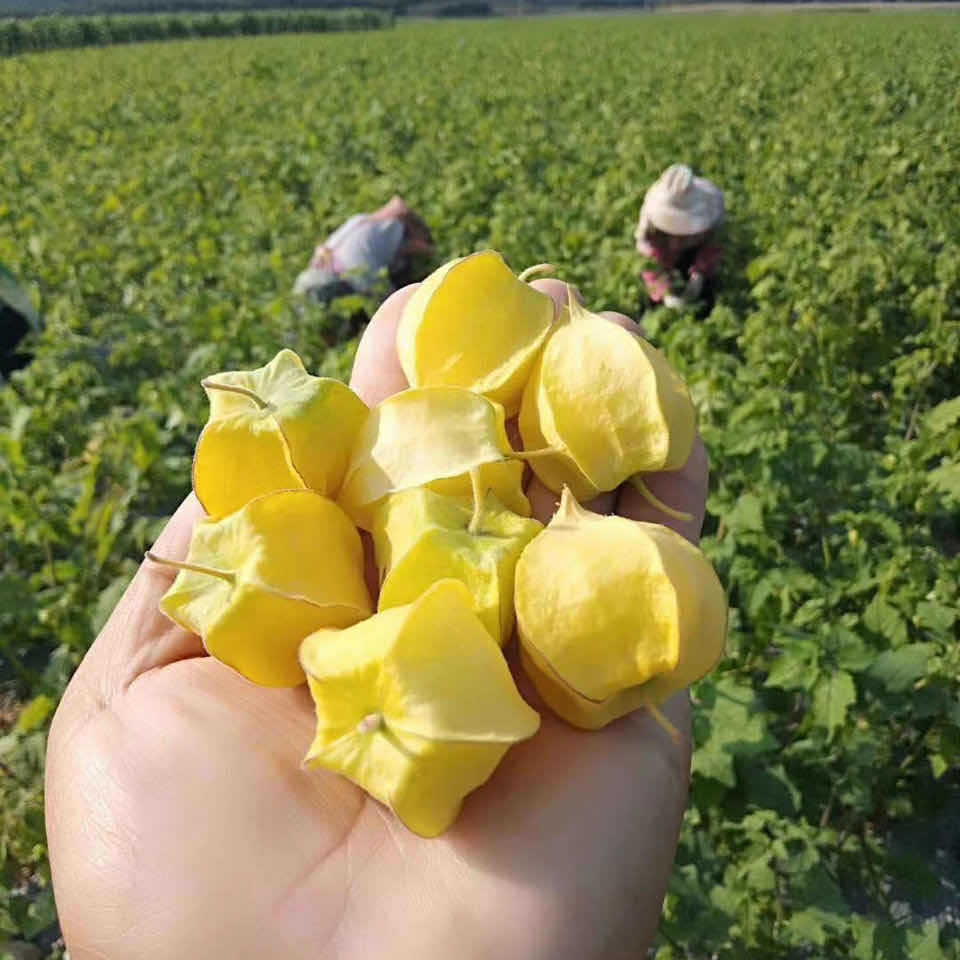 东北姑娘果灯笼果新鲜现摘2斤装