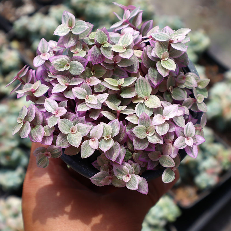 胭脂云多肉植物批发爆盆群生室内阳台窗台绿植花卉盆栽含盆带土发