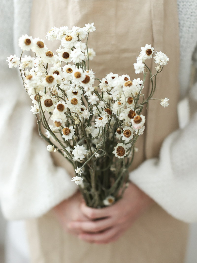 永生花diy文艺野趣干花家居装饰酒店软装花小雏菊银苞菊 小野菊