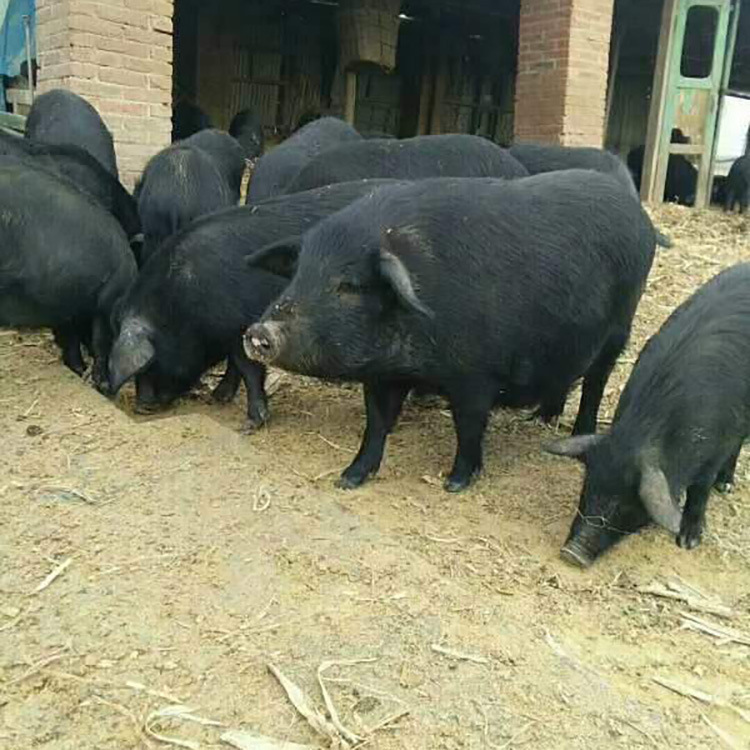 巴马香猪批发 藏香猪图片 养种猪技术 长期供应