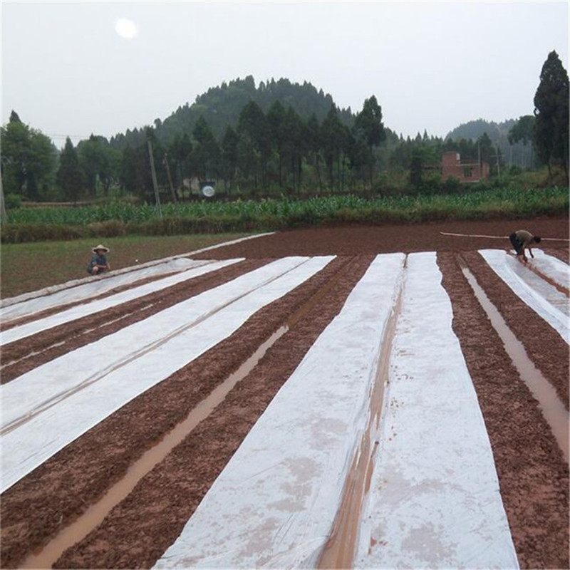 pe地膜反光膜农用保温大棚蔬菜银色地膜果园果树保湿白色塑料薄膜
