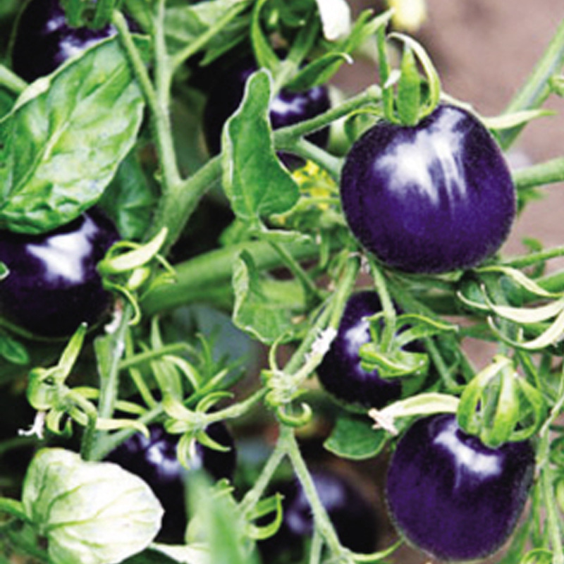 紫圣果番茄种子紫珍珠圣女果菜园易种春秋四季播室内阳台盆栽菜籽