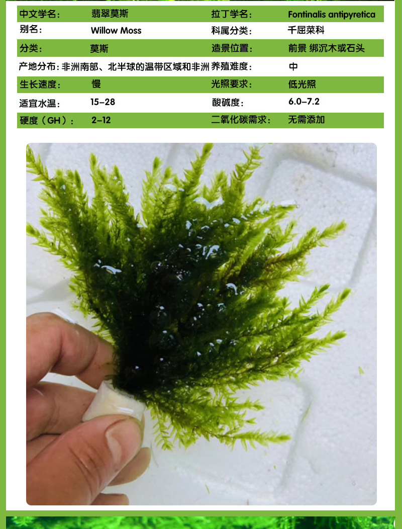 莫斯 珊瑚 大三角 水晶 莫斯树淡水植物草缸造景网片真水草批发