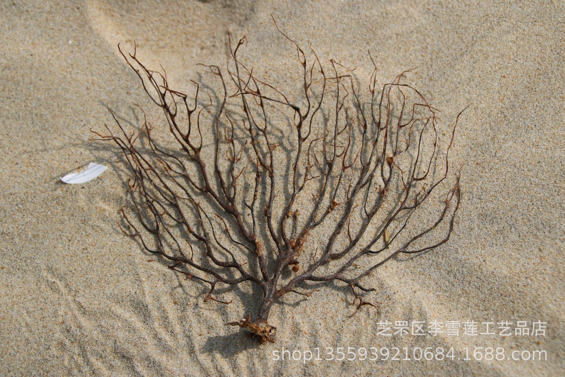 造型优美天然海铁树 海柳树 铁柳 地中海鱼缸家居装饰 拍摄道具