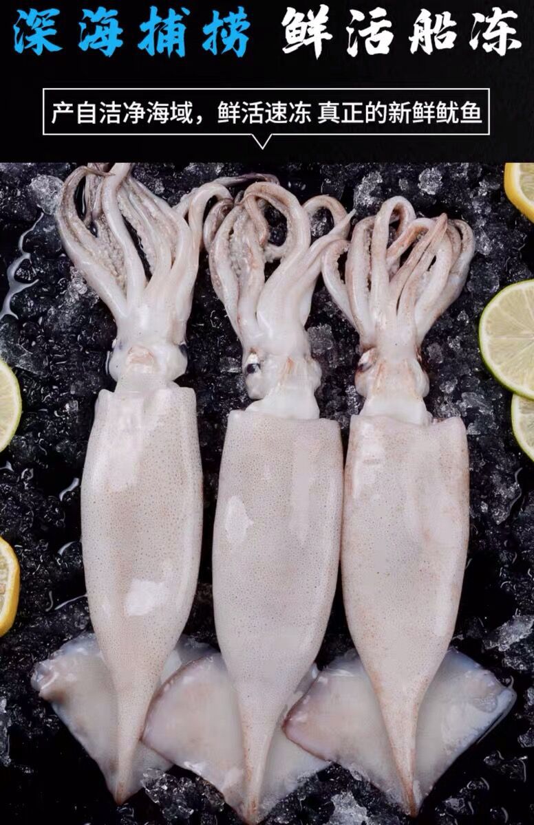 活冻鱿鱼海鲜鲜活新鲜小管鱿鱼冷冻水产笔管铁板烧烤鱿鱼活冻鱿鱼