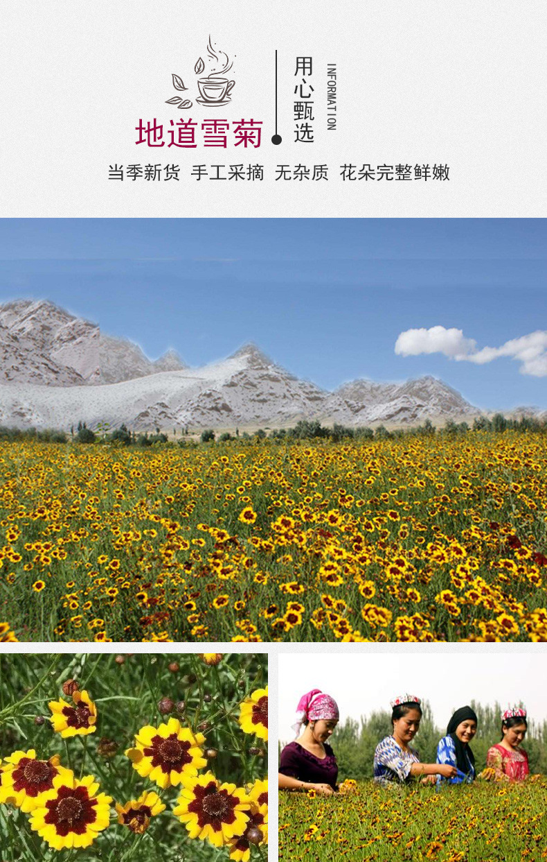 批发21年昆仑雪菊 散装花草茶新疆雪菊胎菊500g 天山雪菊量大从优