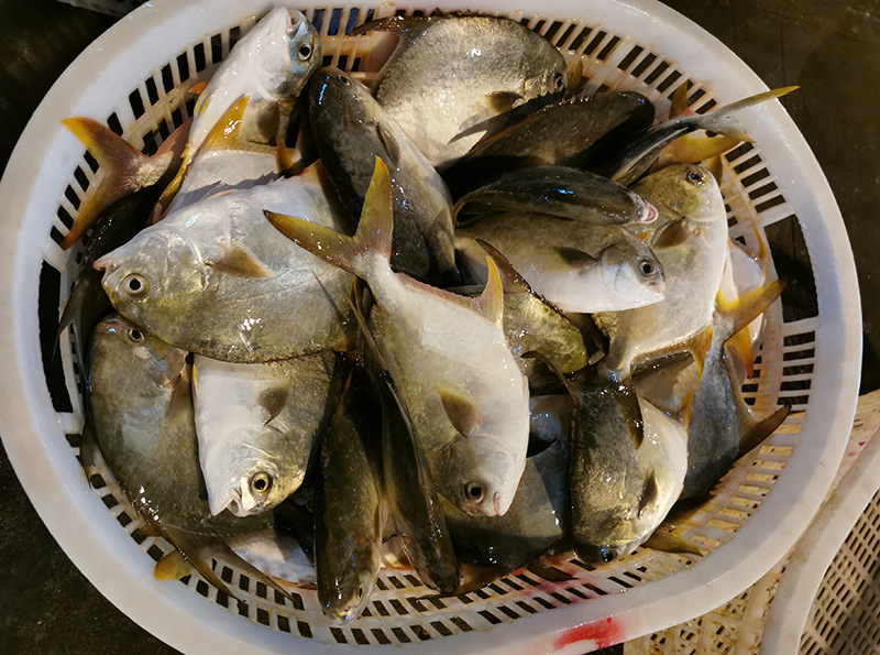 源头货阳江新鲜深海金鲳鱼批发仓鱼昌鱼王特鲳鱼海鲜冻品海产5斤