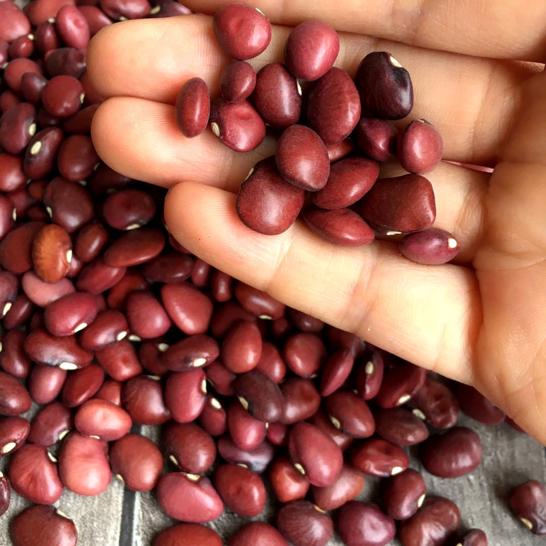 红圆豆新货 精选红扁豆 红芸豆扁红芸豆小扁豆 1斤-5斤 包邮
