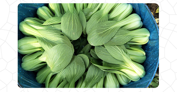 中科茂华青崧二号青梗菜种子油菜绿叶绿柄无纤维家庭园艺阳台盆栽