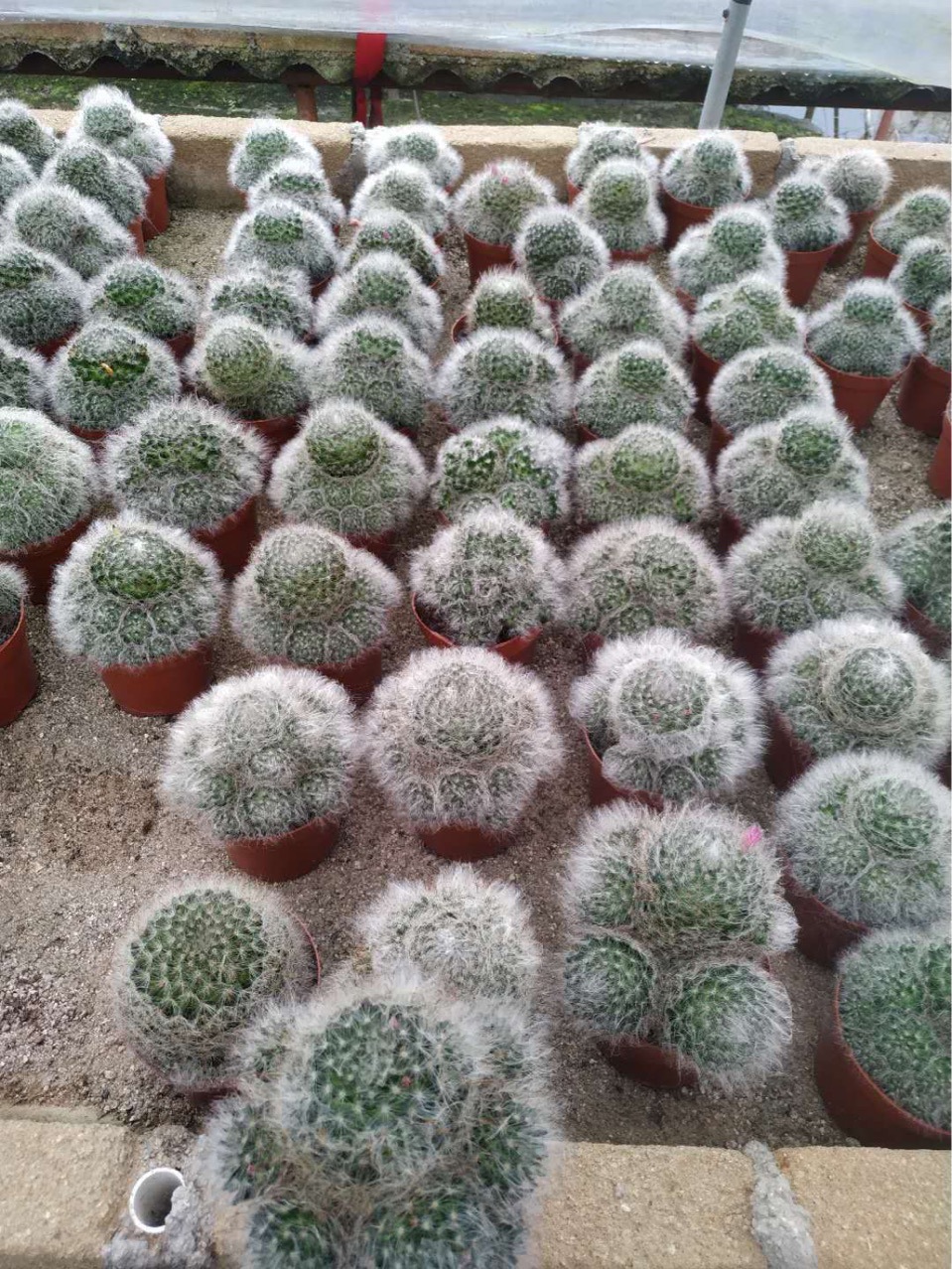 办公桌仙人球盆栽绿植水培多肉植物高纱高沙高砂实生仙人球