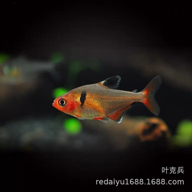 红叉鱼 玫瑰扯旗鱼 观赏鱼热带鱼批发 草缸群游鱼 鱼场直销