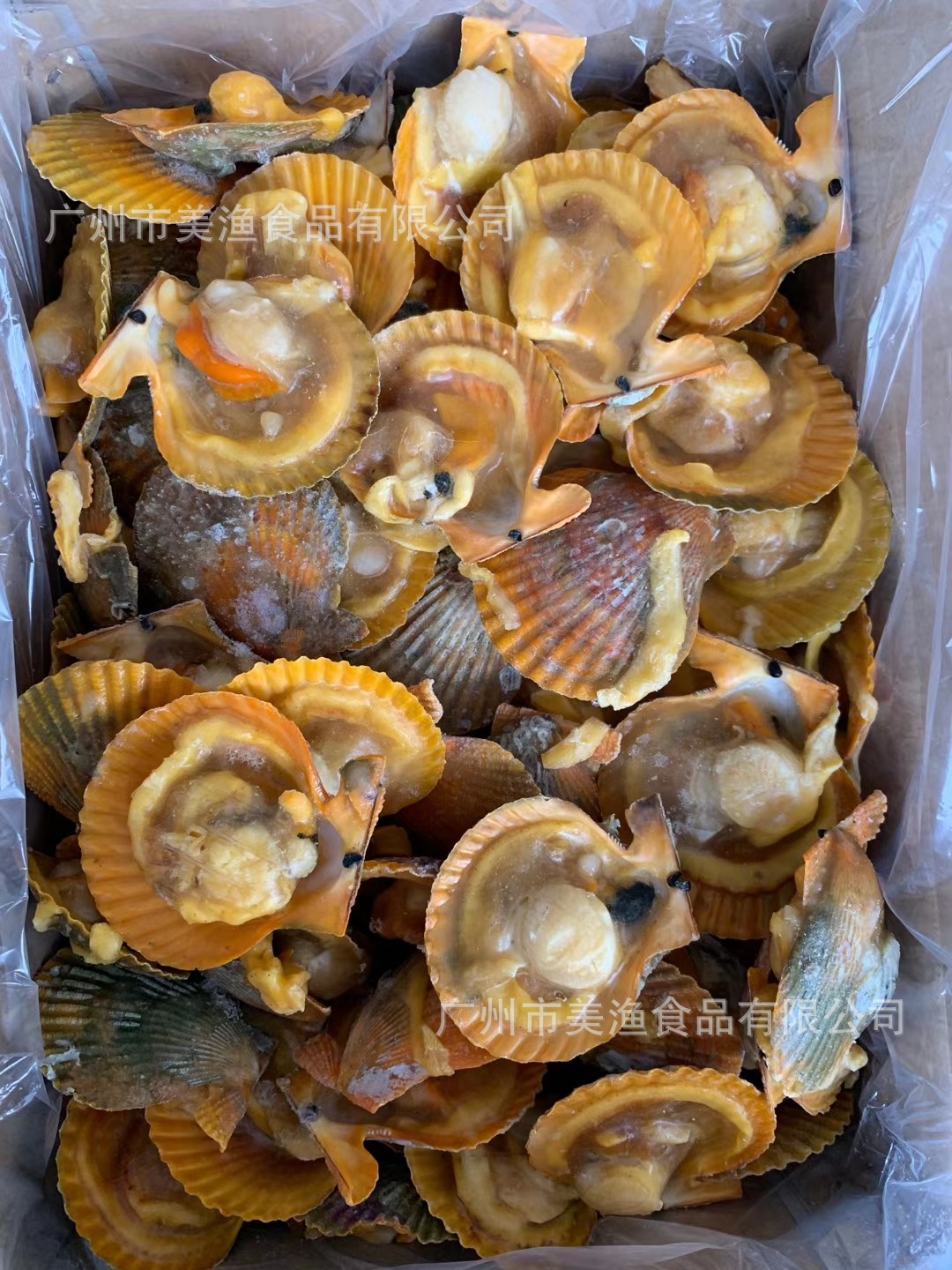 黄金贝速冻海鲜水产黄金扇贝烧烤扇贝8-9cm 140个左右 5kg/件