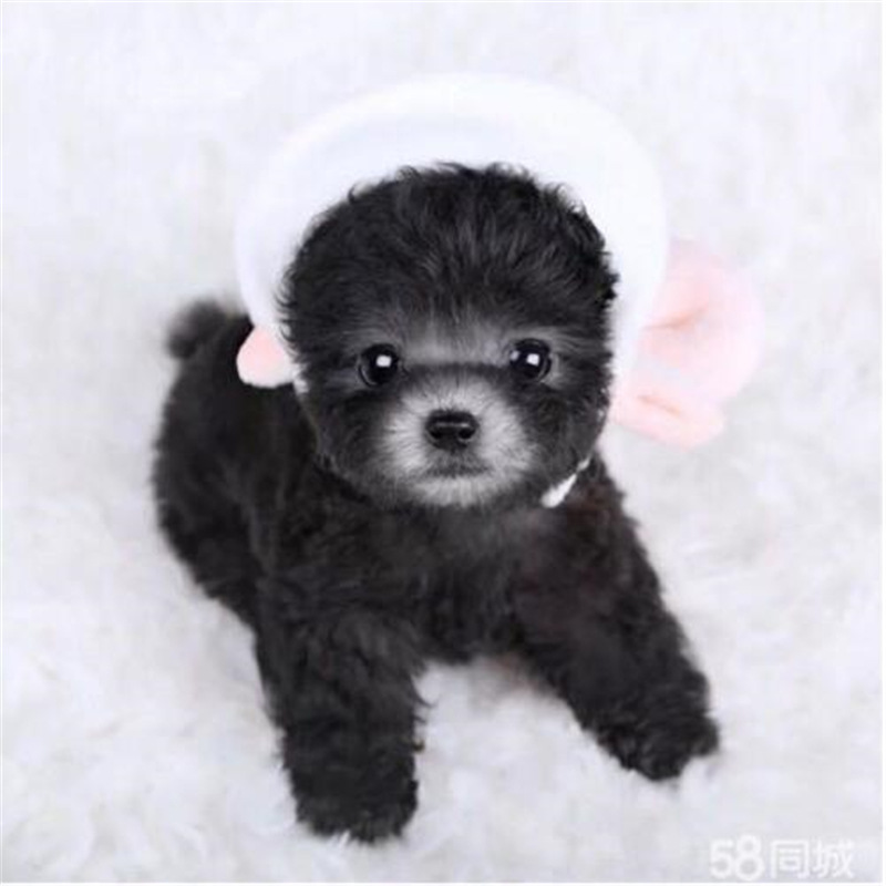 纯种灰色泰迪茶杯体幼犬活体小体泰迪宠物犬贵宾犬家养灰泰迪训练