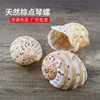 natural Conch shell fish tank decorate Landscaping Hermit Crab replace originality Potted plant Waves wholesale natural Conch shell fish tank decorate Landscaping Hermit Crab replace originality Potted plant Waves wholesale