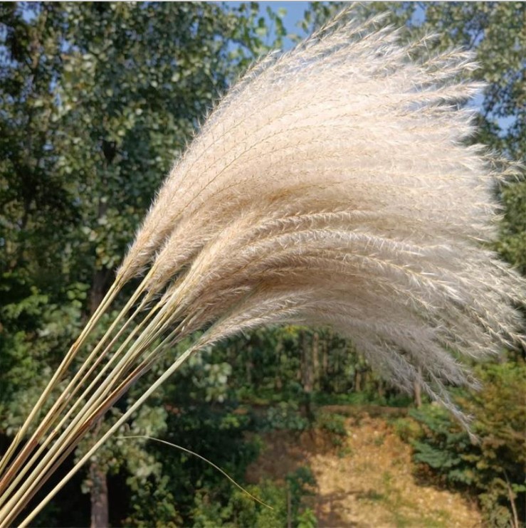 天然芦苇干花真花永生花拂尘花客厅办公室婚庆复古店铺艺术摆件